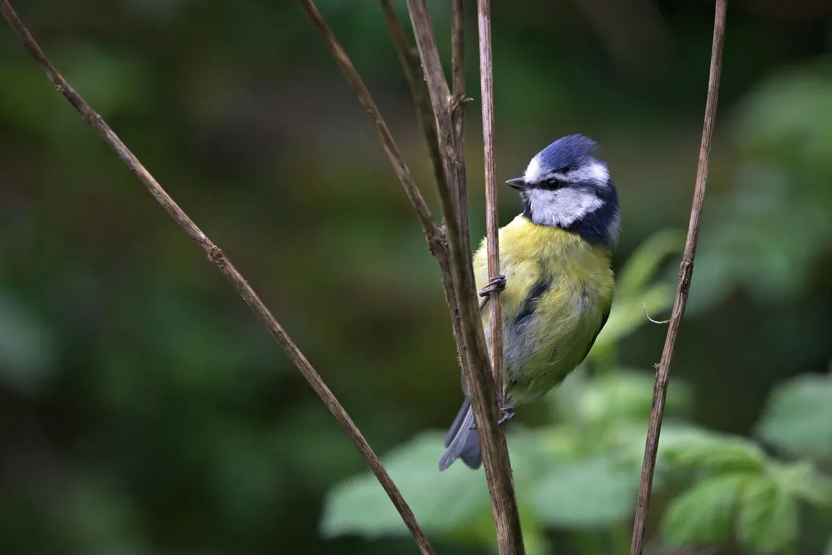 A Beginner's Guide to Identifying 20 Common British Garden Birds