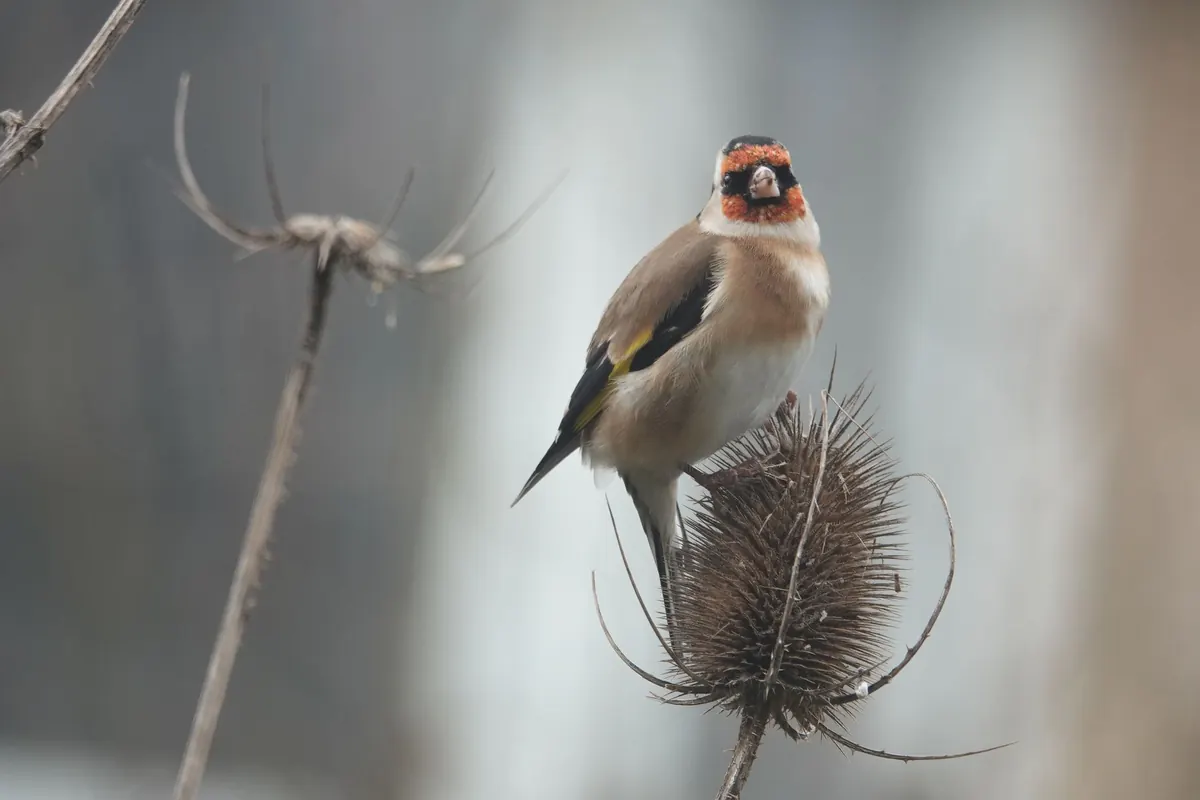 A Month-by-Month Guide to Helping Birds in Your Garden