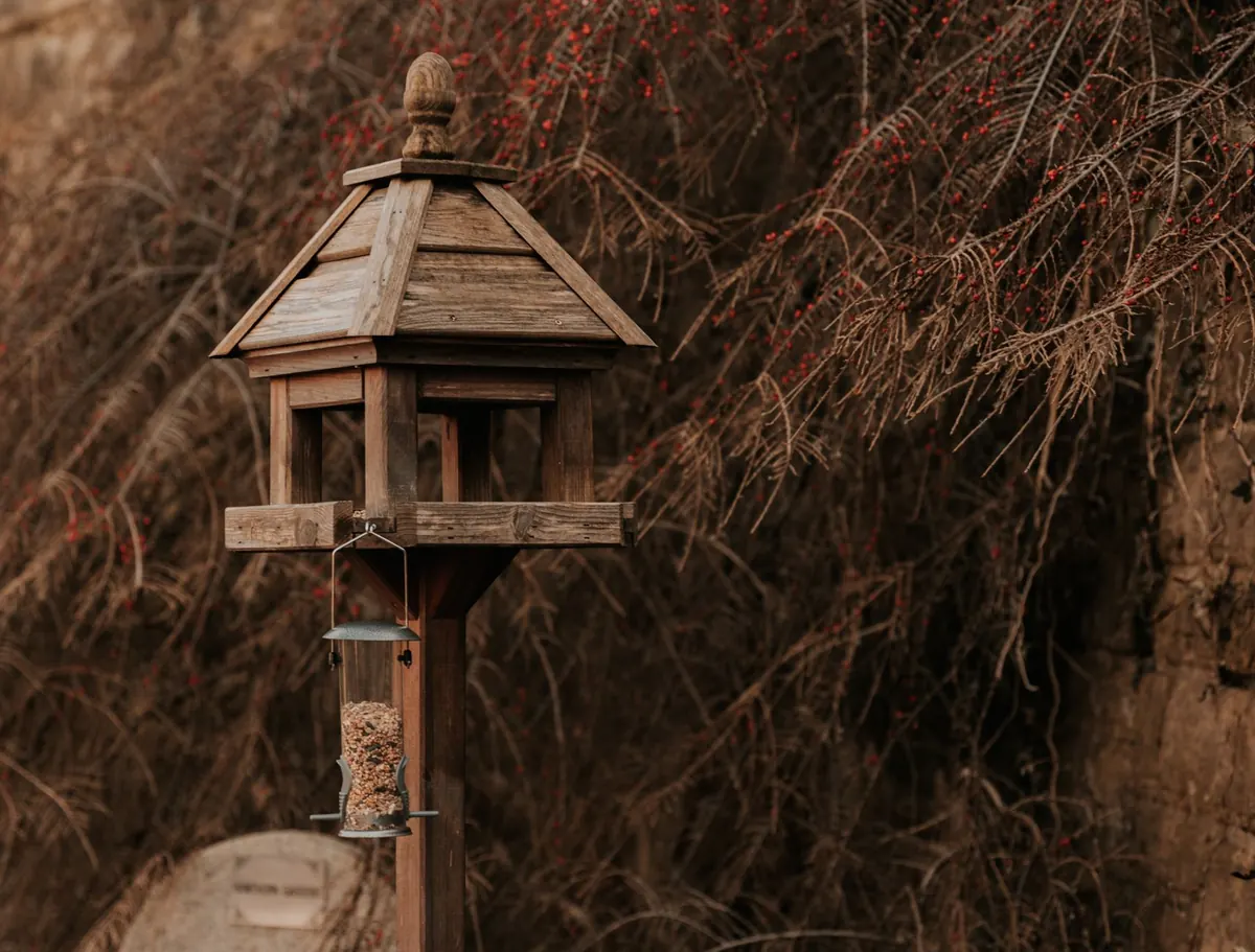 Common Mistakes in Bird Feeding: 10 Habits That Harm Garden Birds