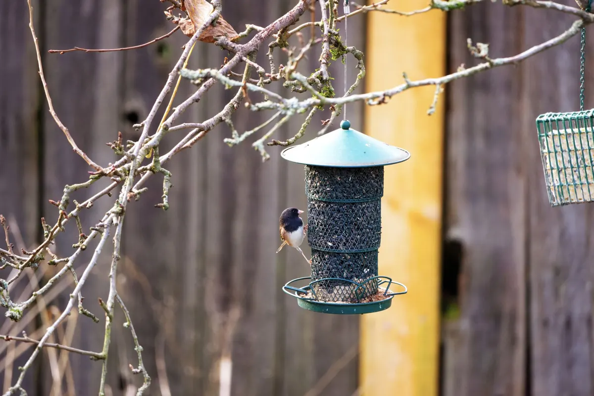 Comparing Bird Feeders: Seed, Suet, Nyjer and Peanut Options for UK Gardens