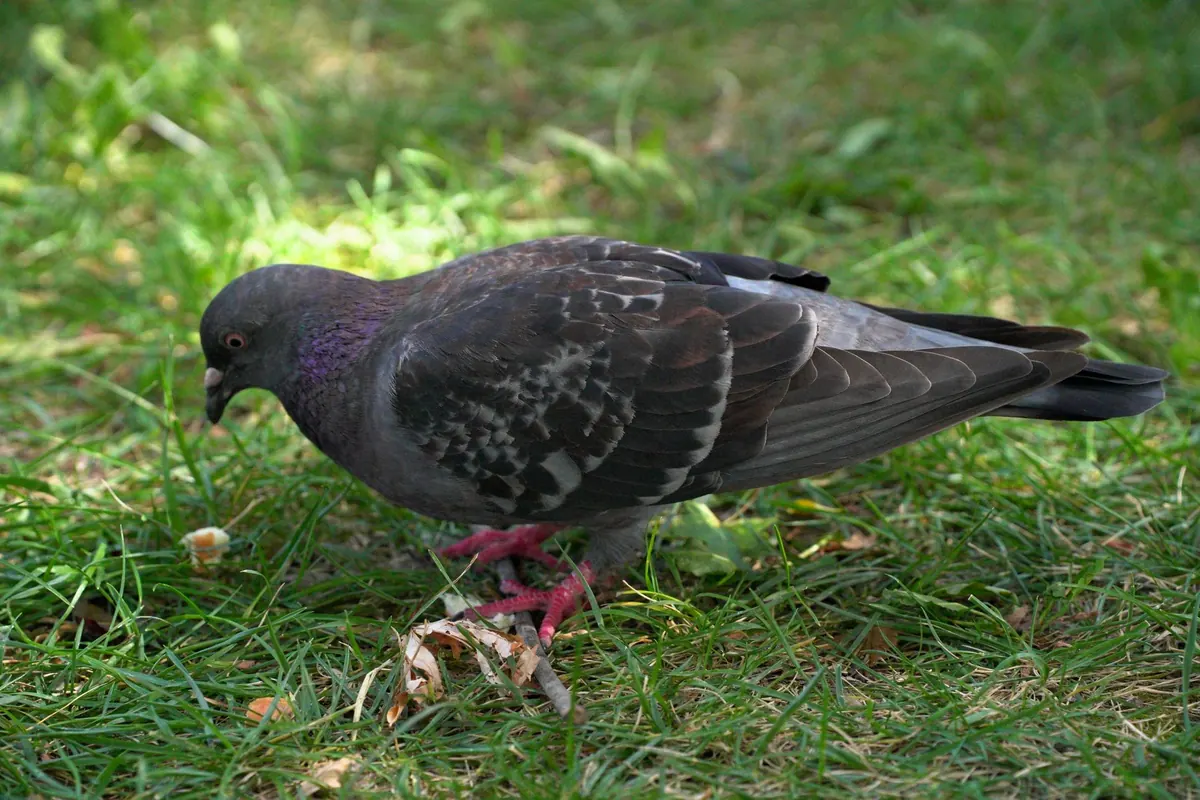 Feather Identification for Beginners: How to Read UK Bird Feathers