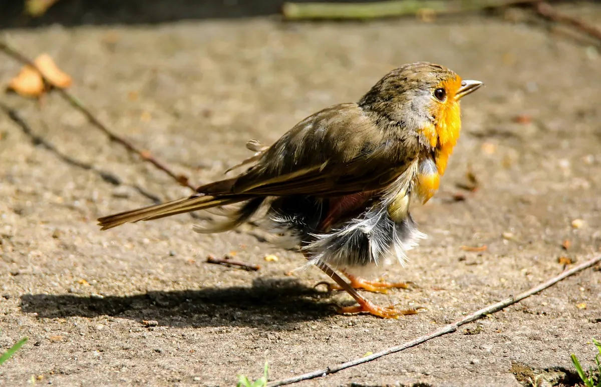 Feathers Explained: Why Birds Moult and How to Support Them