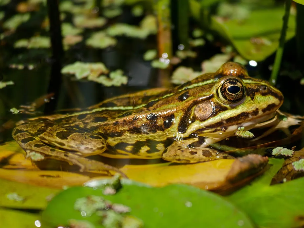 How to Create a Wildlife Pond That Attracts Birds and Insects