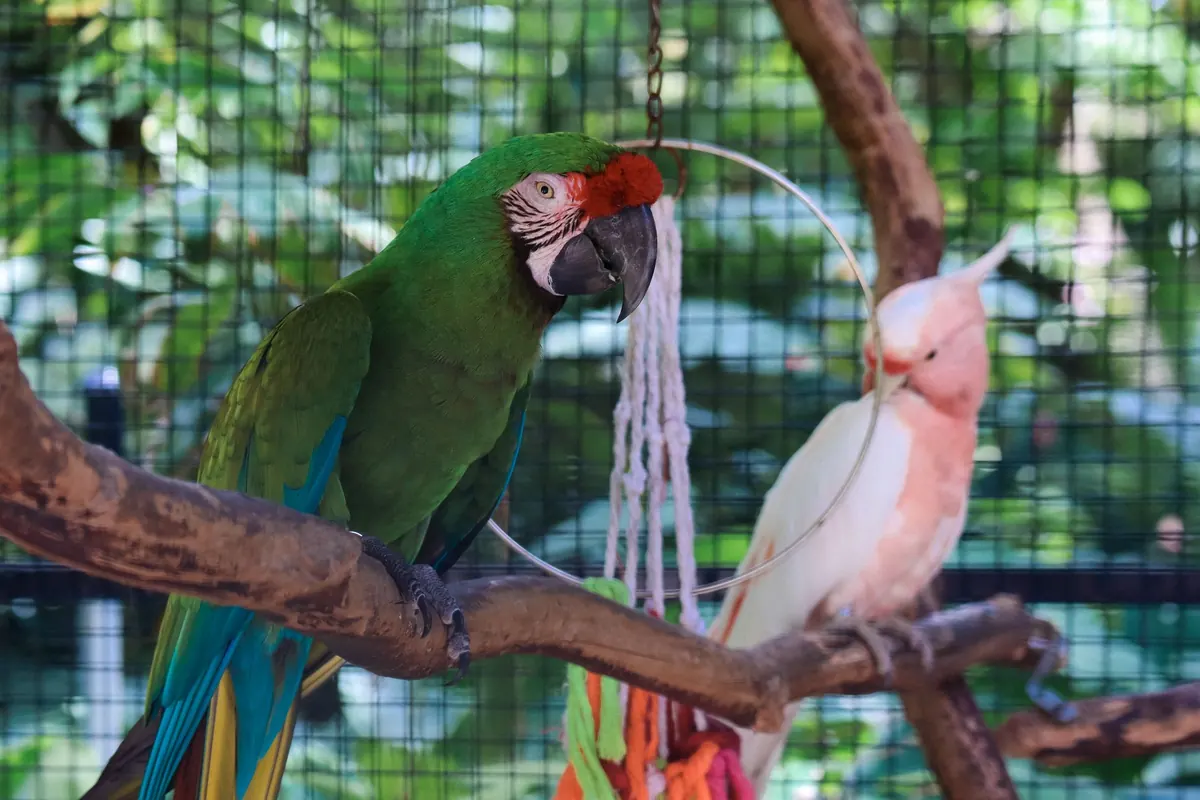 Inside a Bird Sanctuary: What Happens to Rescued Birds Before Release