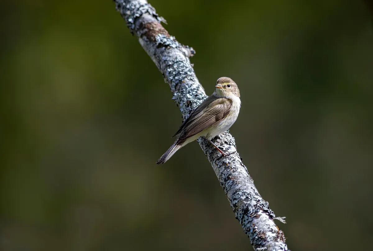 Responsible Birdwatching in the UK: Ethics, Disturbance and the Law