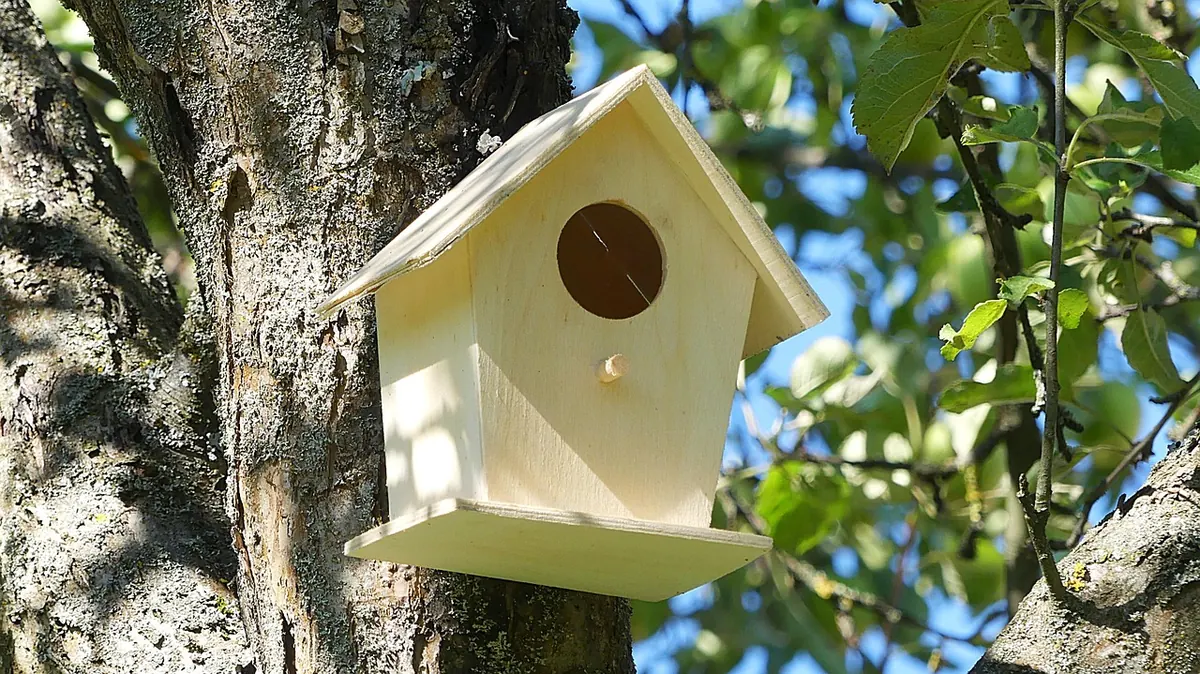 Which Nest Box for Which Bird? A UK Comparison Guide